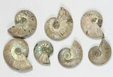 Lot: KG Silver Iridescent Ammonites (-) - Pieces #79440-1